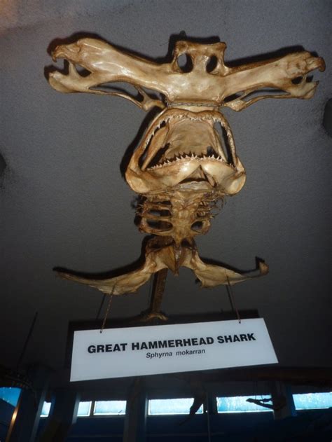 hammer shark skull skeleton - Google Search | Ded Anjimals in 2019 | Animal skeletons, Skeleton ...