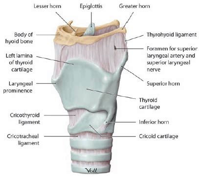 Laryngeal Anatomy | Ento Key