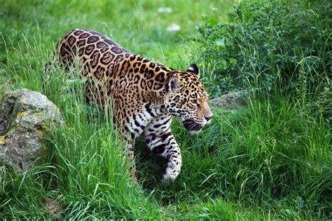 Jaguar Walking Free Stock Photo - Public Domain Pictures