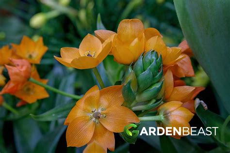 Ornithogalum Guide: How to Grow & Care for “Star of Bethlehem”