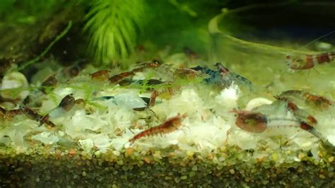 How to Deal with Seed Shrimp? – Aquarium Shrimp Keeping