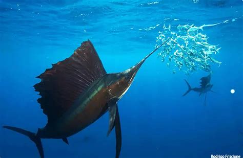 Sailfish - Description, Habitat, Image, Diet, and Interesting Facts