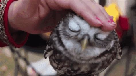 👀 GIF - Owl Adorable Cute - Discover & Share GIFs