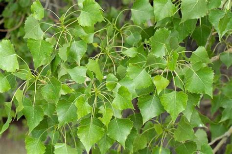 Tree Features: Eastern Cottonwood - Populus Deltoides - The Jump