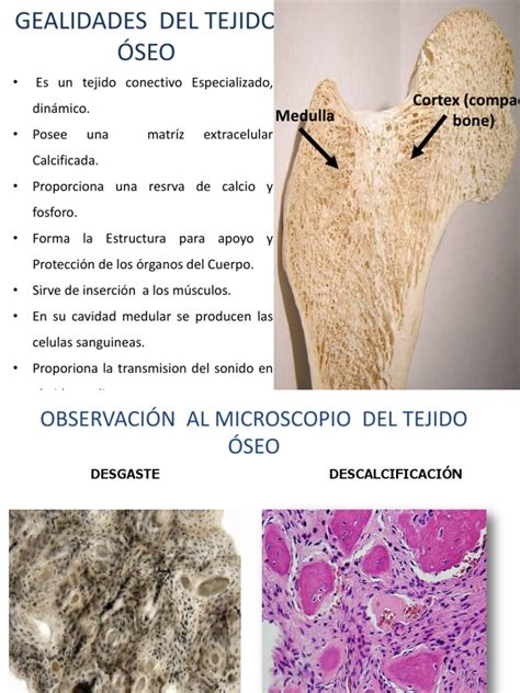 Tejido Oseo | Hueso | Sistema esquelético