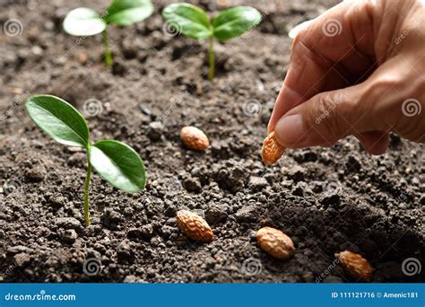 Farmer`s Hand Planting Seed Stock Photo - Image of dirt, farmer: 111121716