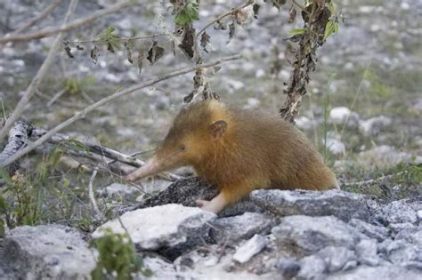 Creature Feature: Solenodon