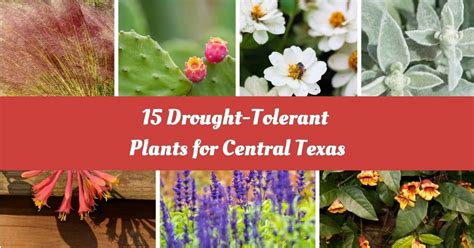 15 Best Drought-Tolerant Plants For Central Texas Landscape