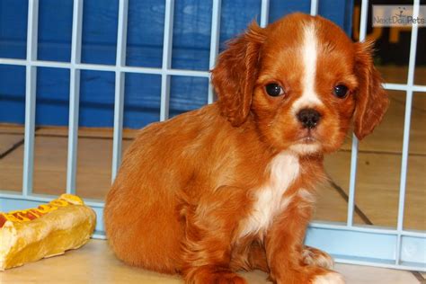 Meet Female a cute English Toy Spaniel puppy for sale for $1,295. English Toy Spaniel Puppy