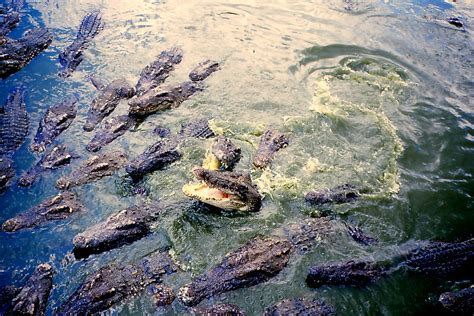 Photos of Crocodile Farm and Zoo, Samut Prakan | Images and Pics @ Holidify.com