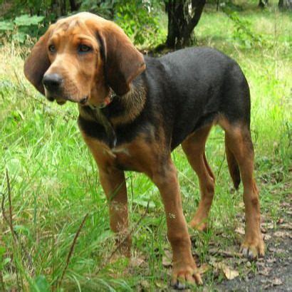 Polish Hound (Ogar polski) | Hunting dogs breeds, Hound puppies, Hound dog