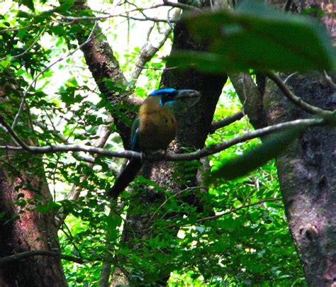 Tamarindo, Costa Rica Daily Photo: Biodiversity: 49 new bird species