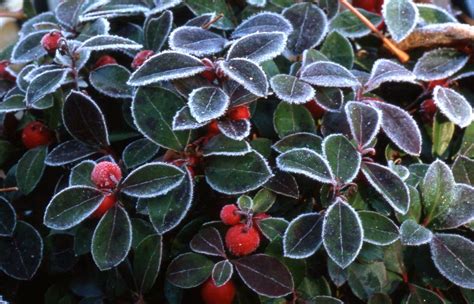 Gaultheria procumbens 'macrocarpa' (Creeping Wintergreen) - This superb, shade-loving, evergreen ...