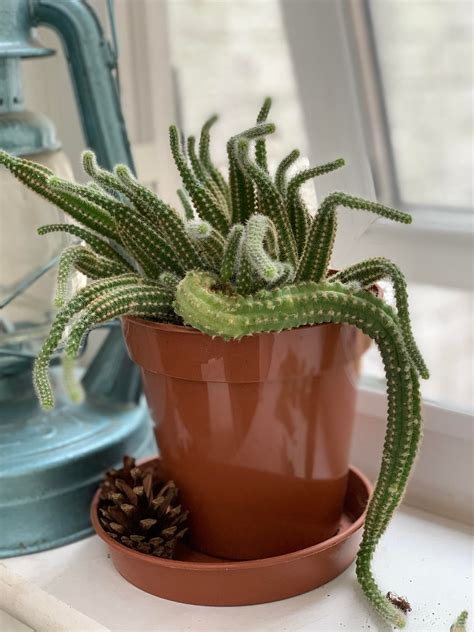 Apparently this is a Peanut cactus? I’m new to the world of cacti! Any advice gladly welcome. It ...