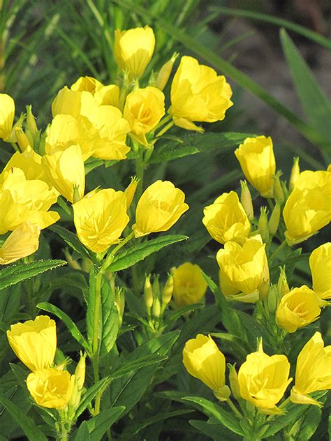 Sundrops (Oenothera fruticosa) in Wilmette Chicago Evanston Glenview Skokie Winnetka Illinois IL ...