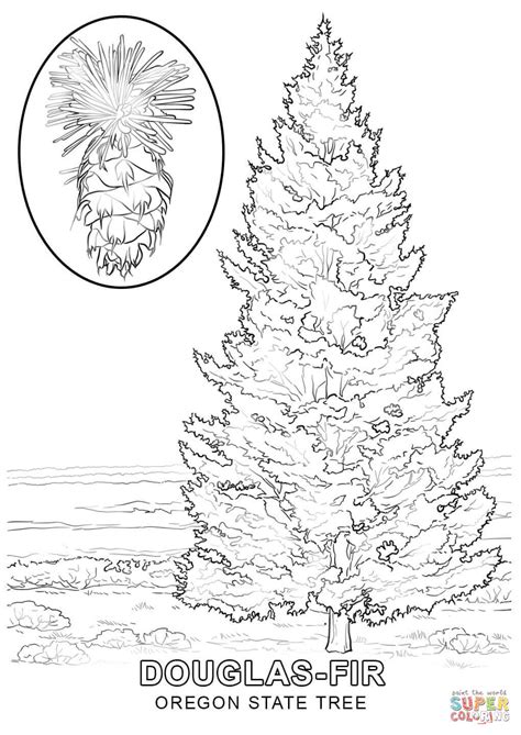 Oregon State Tree coloring page | Free Printable Coloring Pages