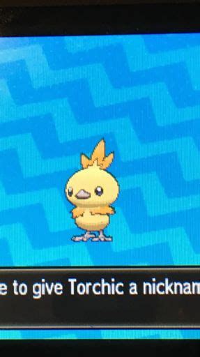 Shiny Torchic | Wiki | Shiny Pokemon Amino Amino