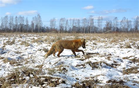 Chernobyl: Wolves, eagles and other wildlife thriving in exclusion zone, 30 years after disaster