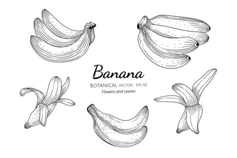 Banana Outline Vector Art, Icons, and Graphics for Free Download