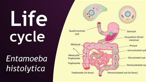 Life cycle of Entamoeba histolytica | parasitology | Basic Science ...