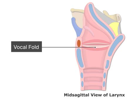 Anatomy Of Vocal Cords Anatomy Drawing Diagram