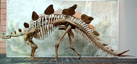 Stegosaurus dinosaur skeleton | Prehistoric animals, Dinosaur fossils, Prehistoric