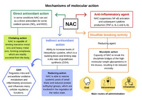 Mechanism of molecular action of N-acetylcysteine. Adapted from Aldini ...