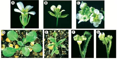 Figure 1 from The Arabidopsis homeotic genes APETALA 3 and PISTILLATA are sufficient to provide ...