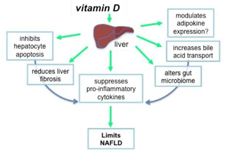 Liver Vitamin D