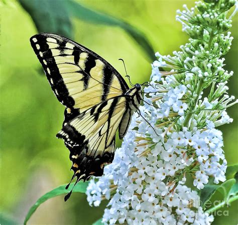 Yellow Swallowtail Photograph by John Steiger - Pixels