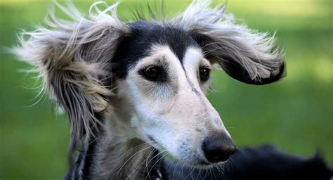 Is The Saluki The Fastest Dog