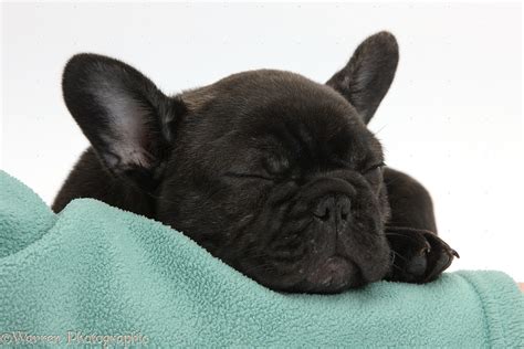 Dark brindle French Bulldog pup sleeping photo WP35760