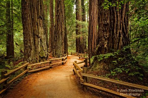 Muir Woods National Monument Landscape Photograph Redwood Trees Cathedral Grove Path Nature ...