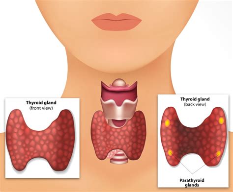 Parathyroid-glands-behind-the-thyroid-glands - Otolaryngology Specialists of North Texas