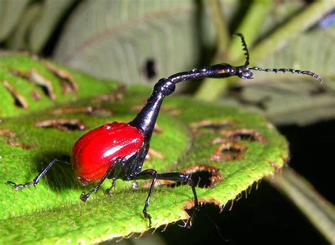 Giraffe weevil - Alchetron, The Free Social Encyclopedia