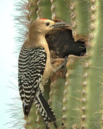 Gila Woodpecker - Sonoran Desert Wildlife - craibas.al.gov.br