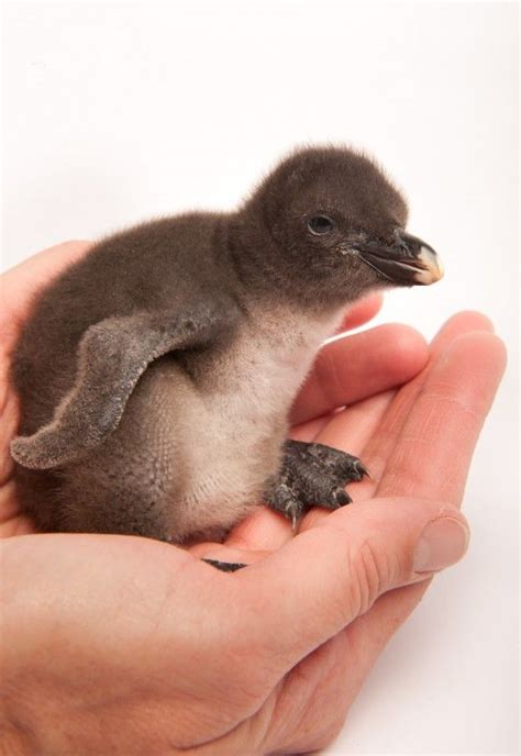 A handful of penguin #baby #penguin #rockhopper | Penguins, Cute baby ...