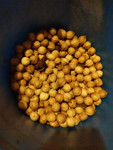 Sweet Pignut Hickory Nuts 2019 - Hickory Nuts for Sale