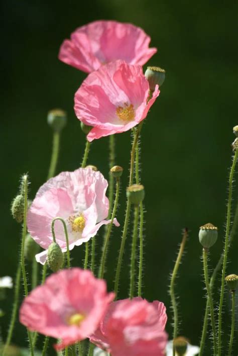 Photo (It'sOnlyNatural by kathy) | Pink poppies, Beautiful flowers ...