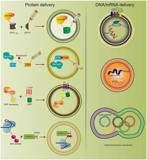 Frontiers | Nanoparticle Delivery of CRISPR/Cas9 for Genome Editing