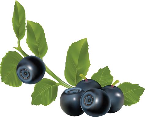 Blueberries PNG Images Transparent Background | PNG Play