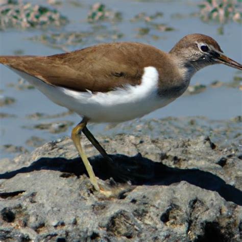 Common Sandpiper: An Insight into this Fascinating Bird