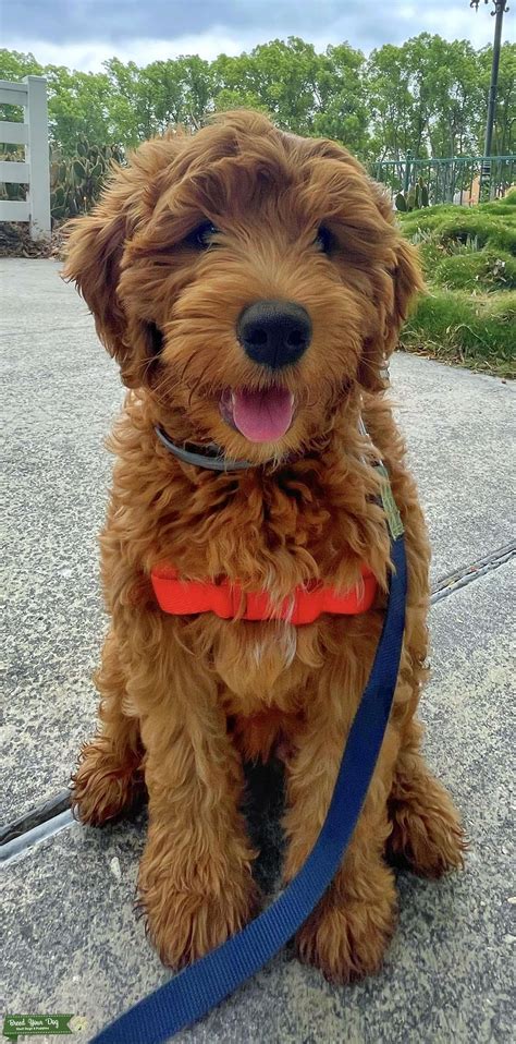 Red F1 Mini Goldendoodle - Stud Dog in Los Angeles, California , the United States | Breed Your Dog