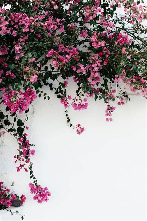 Lock screen wallpaper in 2020 | Pink flowers wallpaper, Flower background wallpaper, Flower ...