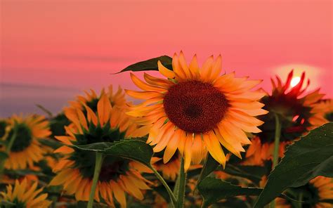 🔥 [89+] Field Of Sunflowers Wallpapers | WallpaperSafari
