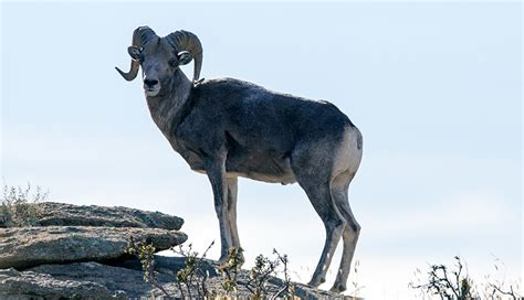 Wildlife Photography- Discover Mongolia's Wild Side