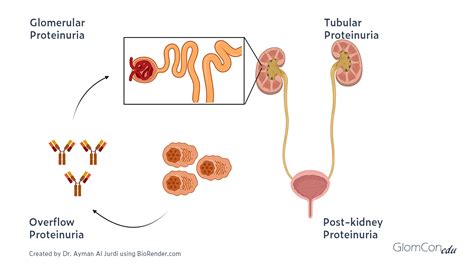 Proteinuria and Hematuria – GlomCon (pubs)