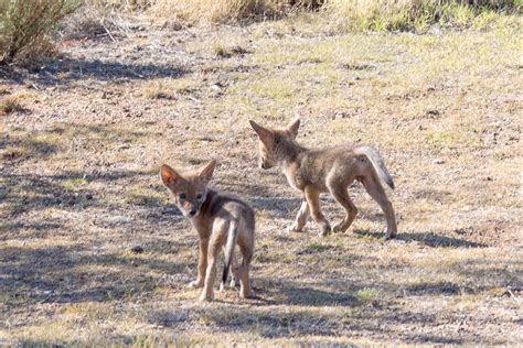 Coyote Pups | RichardBeaty.com