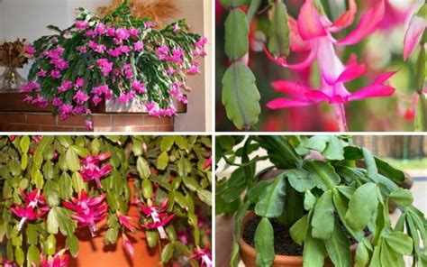 Best Christmas Cactus Potting Soil for Maximum Blooms - Garden Lovers Club