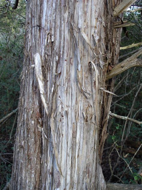 Identifying Eastern Red Cedar